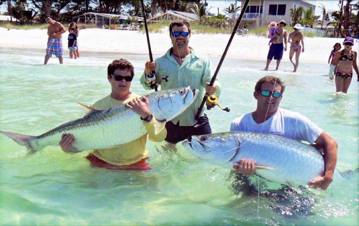 Tarpon landed and released along the Anna Maria beaches